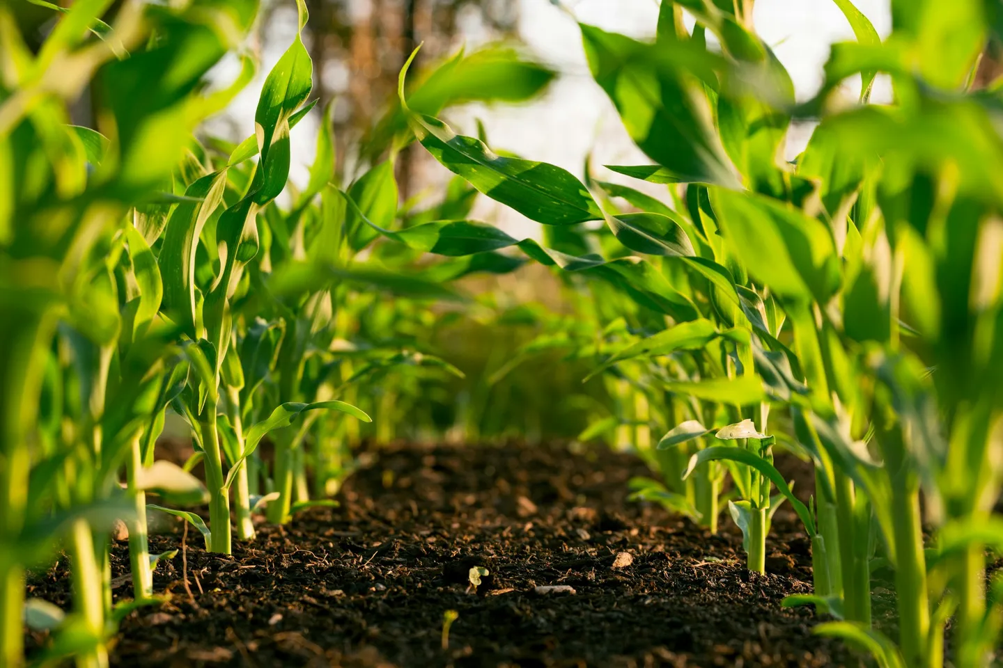 DAP fertilizer granules